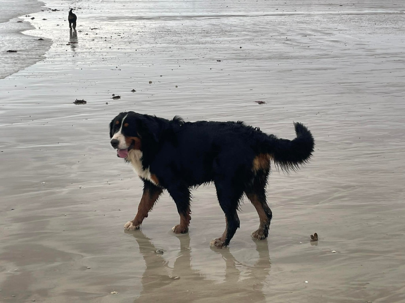 Apple De La Baie De Sienne