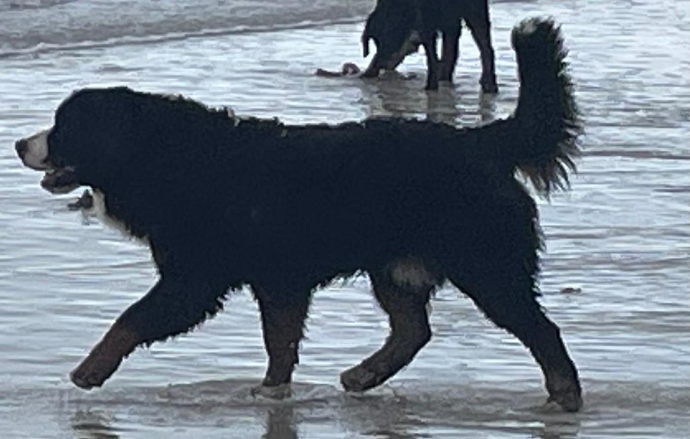 Anzio De La Baie De Sienne