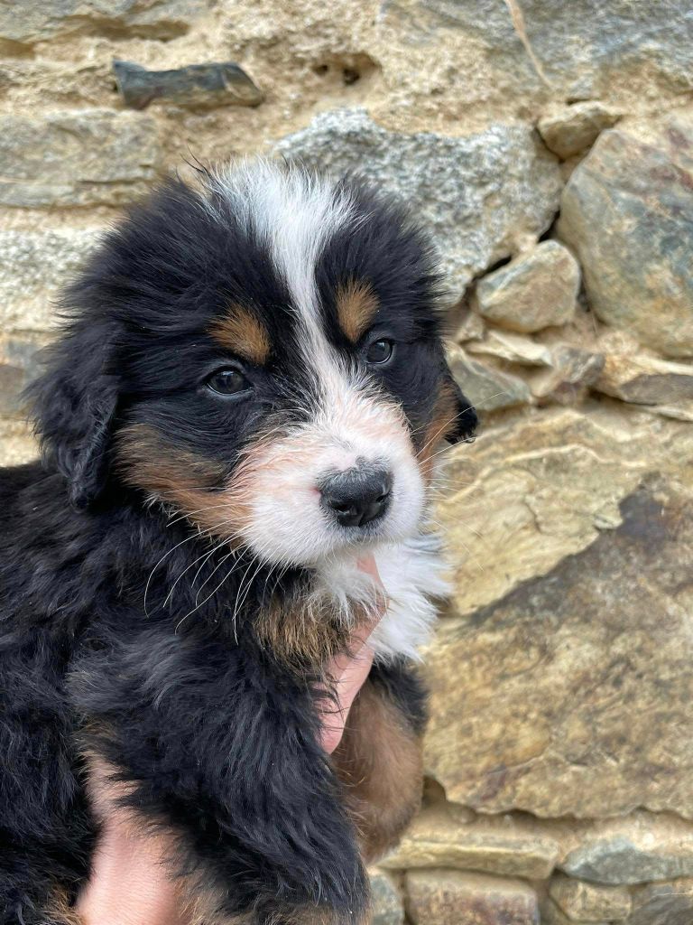 chiot disponible