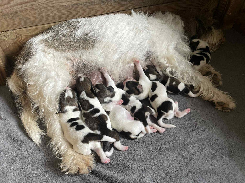 De La Baie De Sienne - chiot disponible