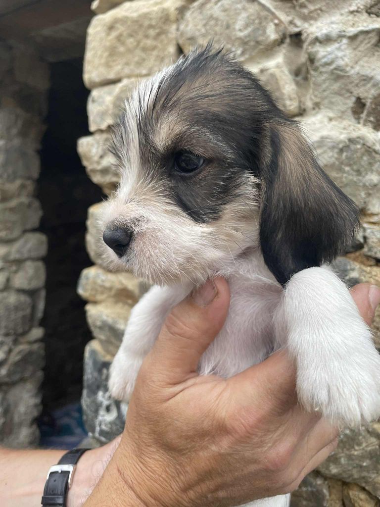 De La Baie De Sienne - Chiots disponibles - Petit Basset griffon vendeen