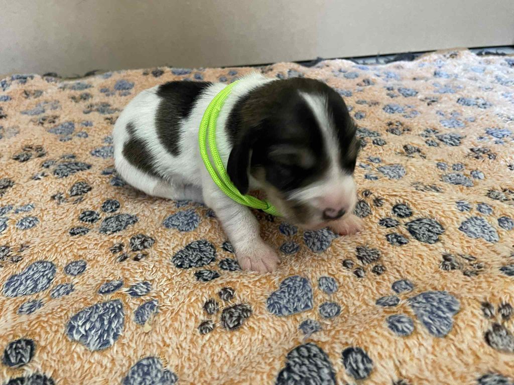 De La Baie De Sienne - Chiots disponibles - Petit Basset griffon vendeen