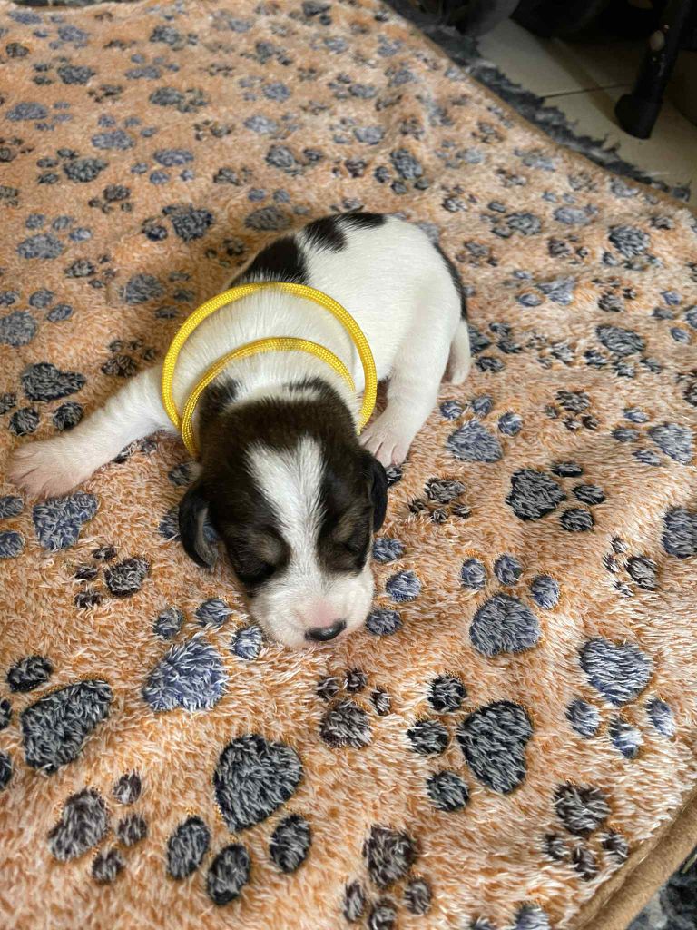 De La Baie De Sienne - Chiots disponibles - Petit Basset griffon vendeen