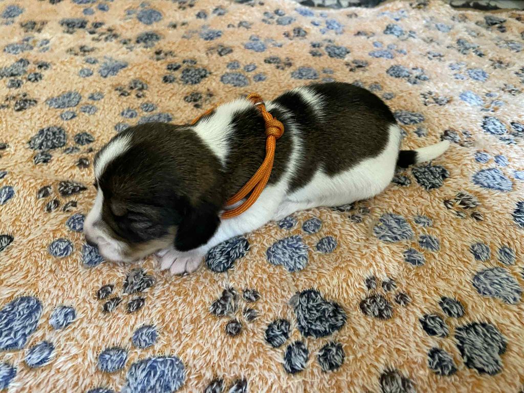 De La Baie De Sienne - Chiots disponibles - Petit Basset griffon vendeen