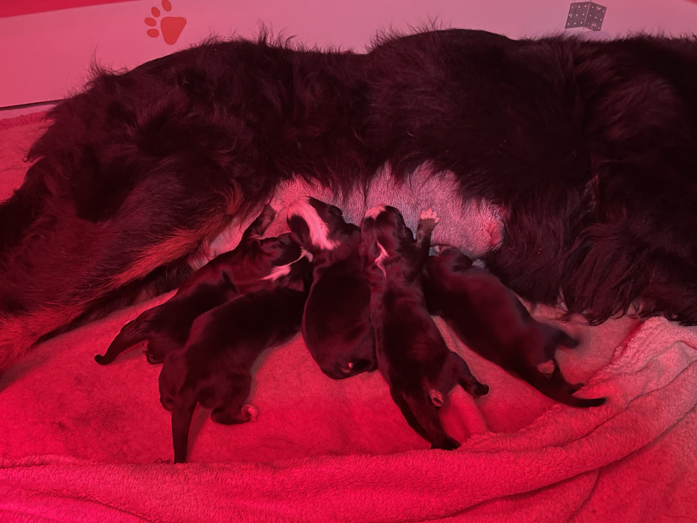 De La Baie De Sienne - Bouvier Bernois - Portée née le 11/02/2026