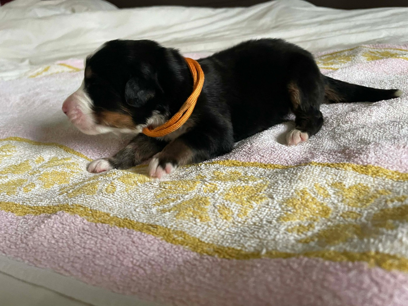 De La Baie De Sienne - Chiots disponibles - Bouvier Bernois