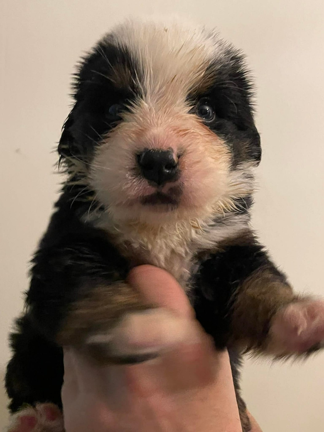 De La Baie De Sienne - Chiots disponibles - Bouvier Bernois