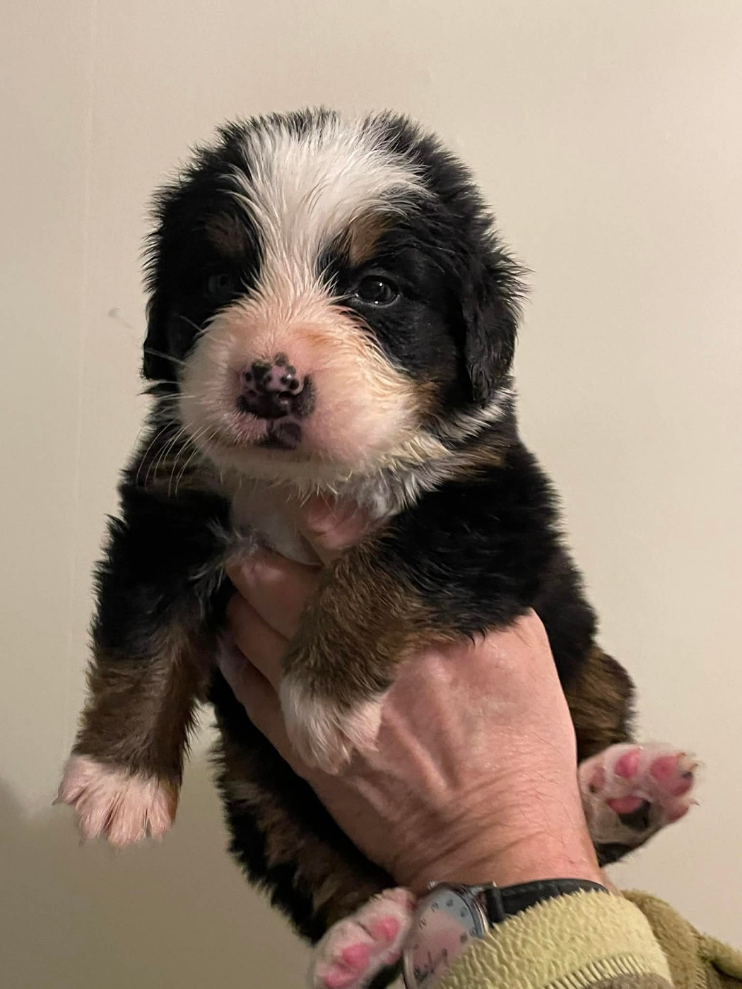 De La Baie De Sienne - Chiots disponibles - Bouvier Bernois