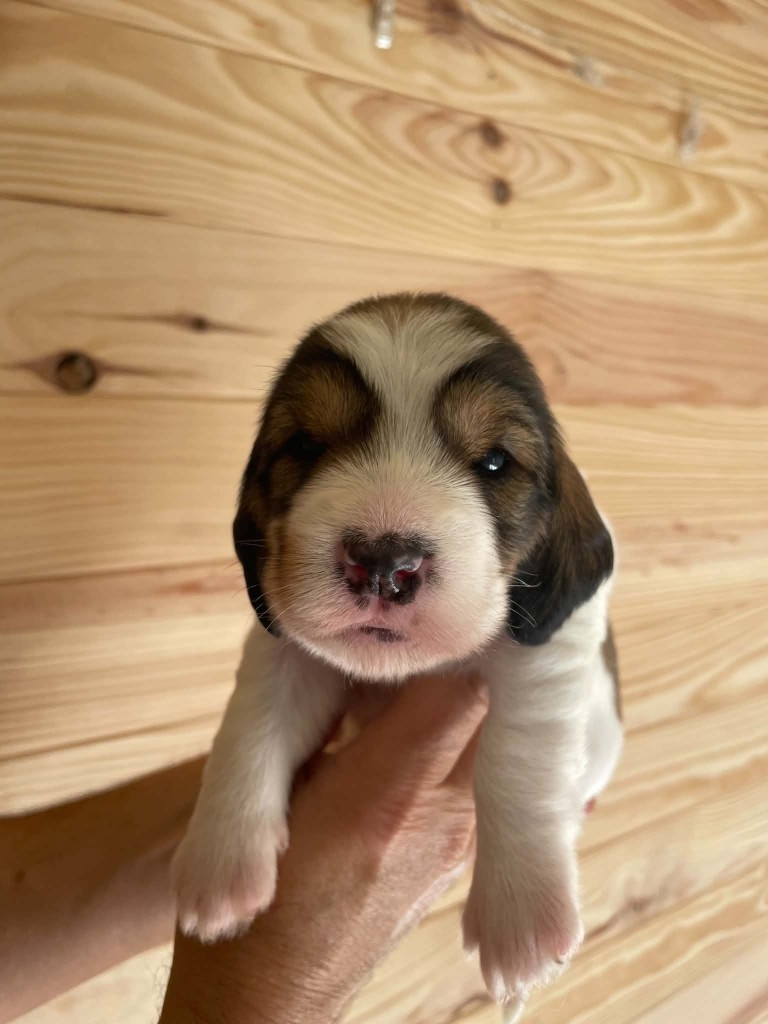 De La Baie De Sienne - Chiots disponibles - Petit Basset griffon vendeen