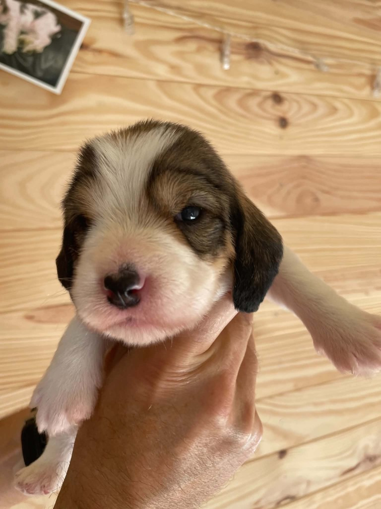 De La Baie De Sienne - Chiots disponibles - Petit Basset griffon vendeen