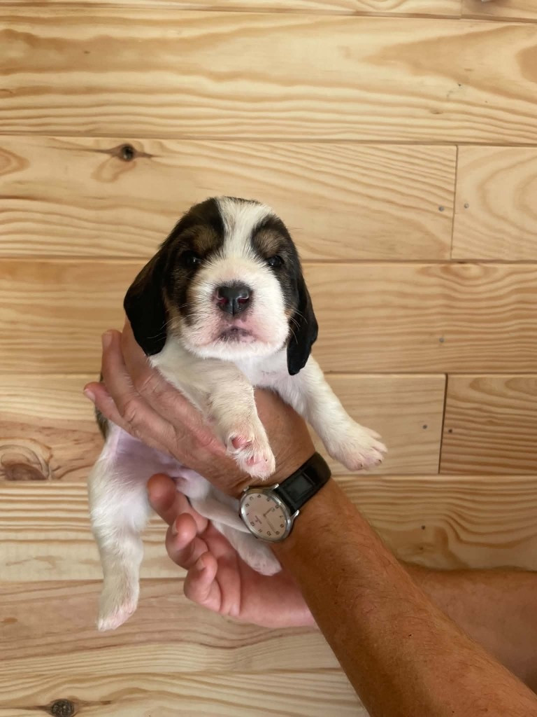 De La Baie De Sienne - Chiots disponibles - Petit Basset griffon vendeen