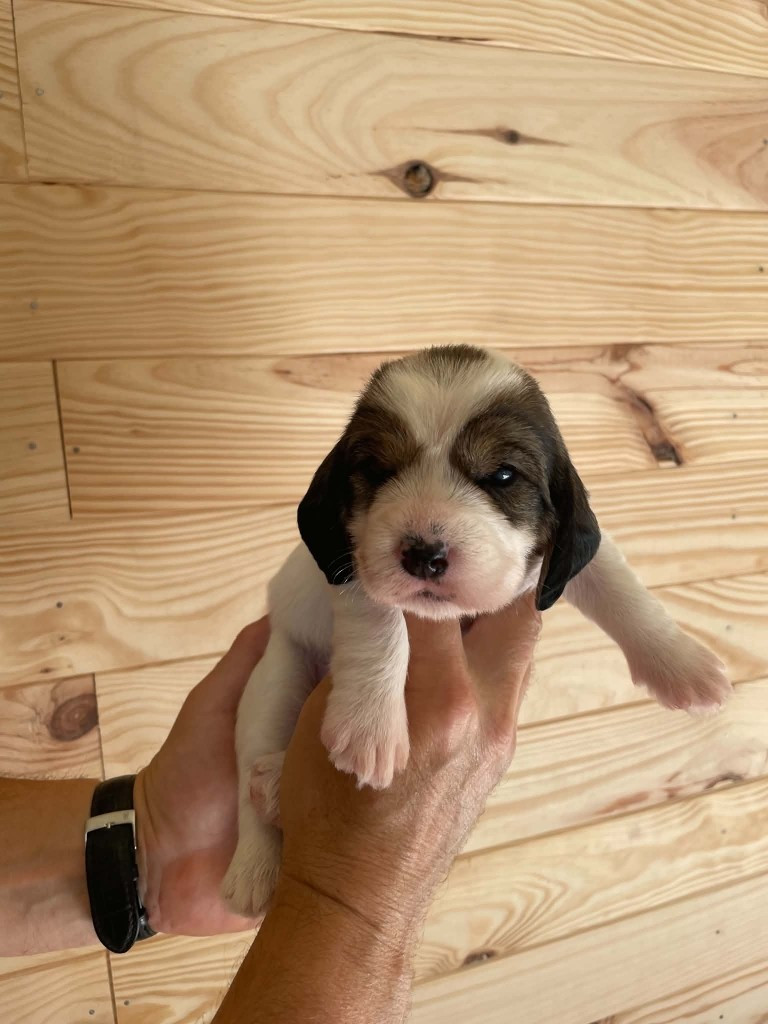 De La Baie De Sienne - Chiots disponibles - Petit Basset griffon vendeen