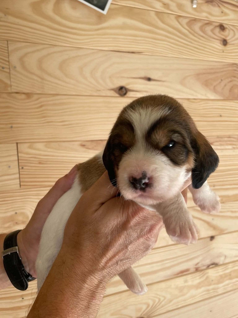 De La Baie De Sienne - Chiots disponibles - Petit Basset griffon vendeen