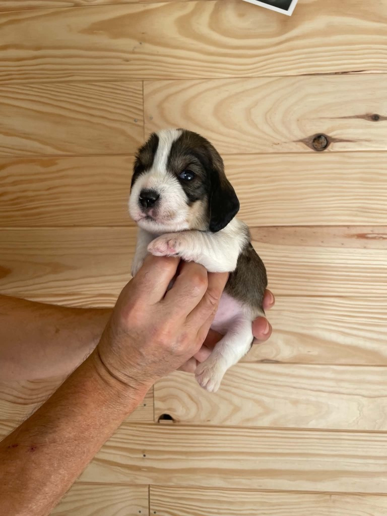 De La Baie De Sienne - Chiots disponibles - Petit Basset griffon vendeen