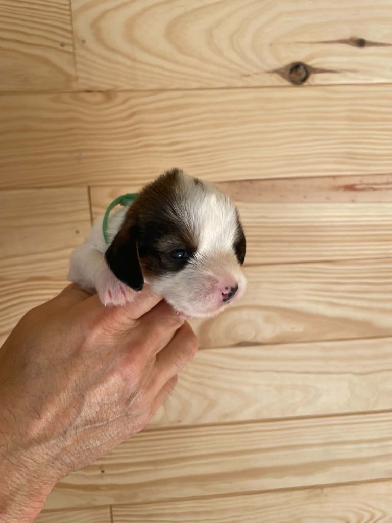De La Baie De Sienne - Chiots disponibles - Petit Basset griffon vendeen