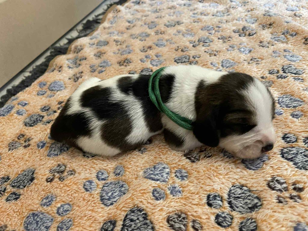 De La Baie De Sienne - Chiots disponibles - Petit Basset griffon vendeen