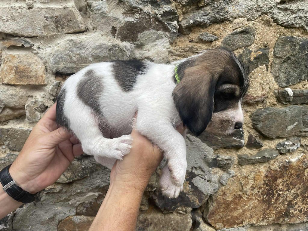 De La Baie De Sienne - Chiots disponibles - Petit Basset griffon vendeen
