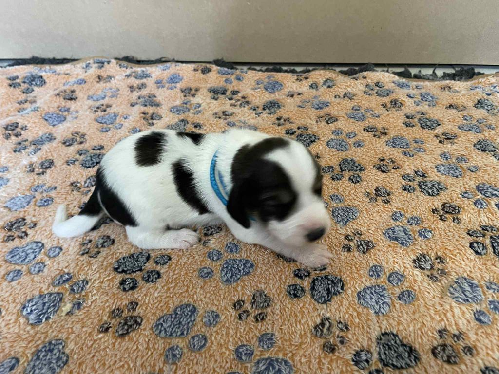 De La Baie De Sienne - Chiots disponibles - Petit Basset griffon vendeen