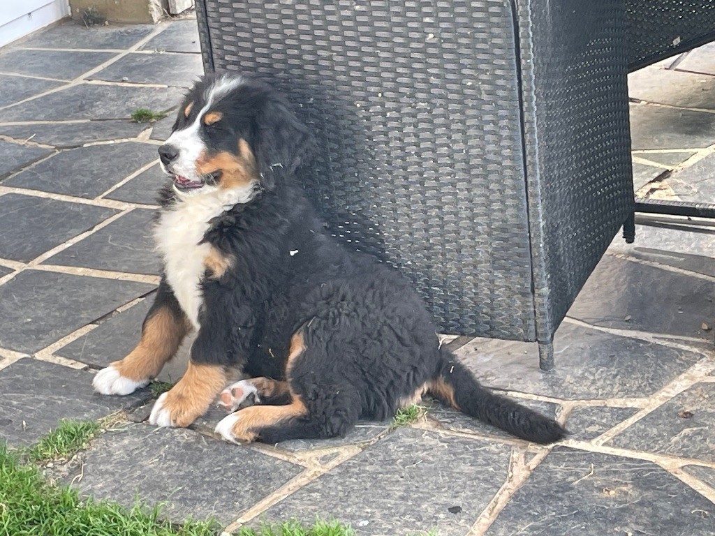 De La Baie De Sienne - Chiots disponibles - Bouvier Bernois
