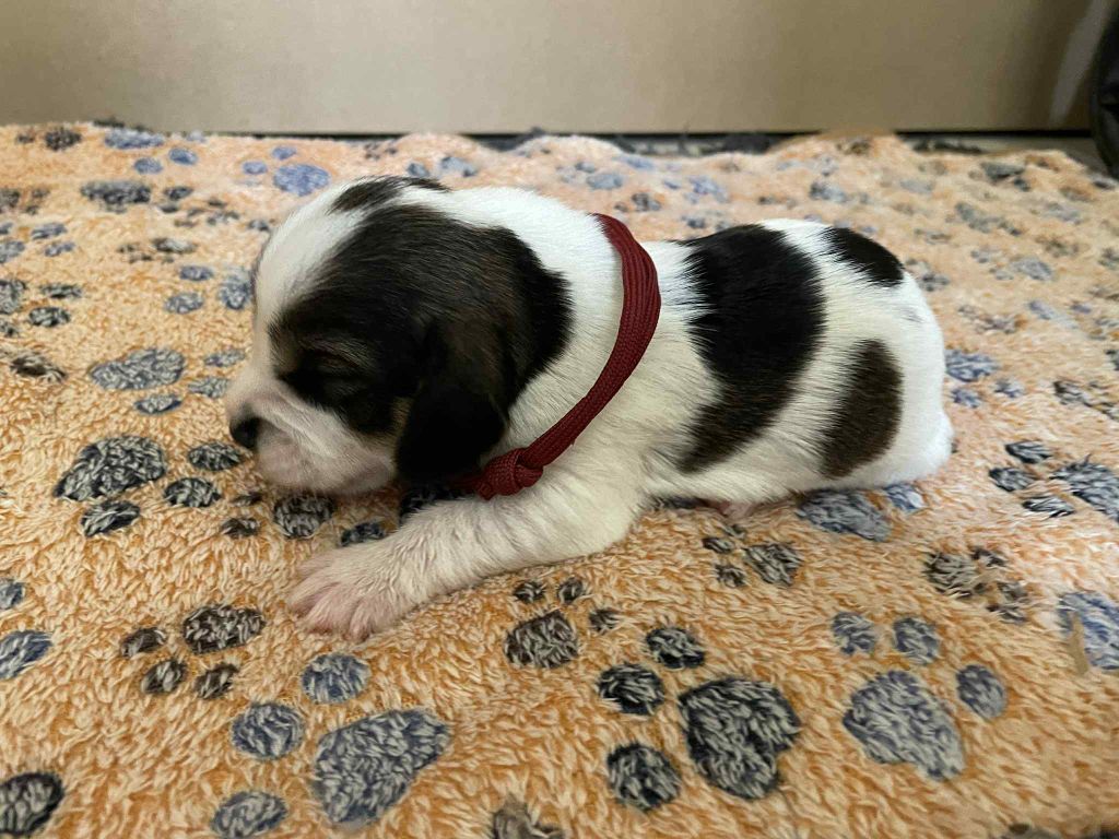 De La Baie De Sienne - Chiots disponibles - Petit Basset griffon vendeen