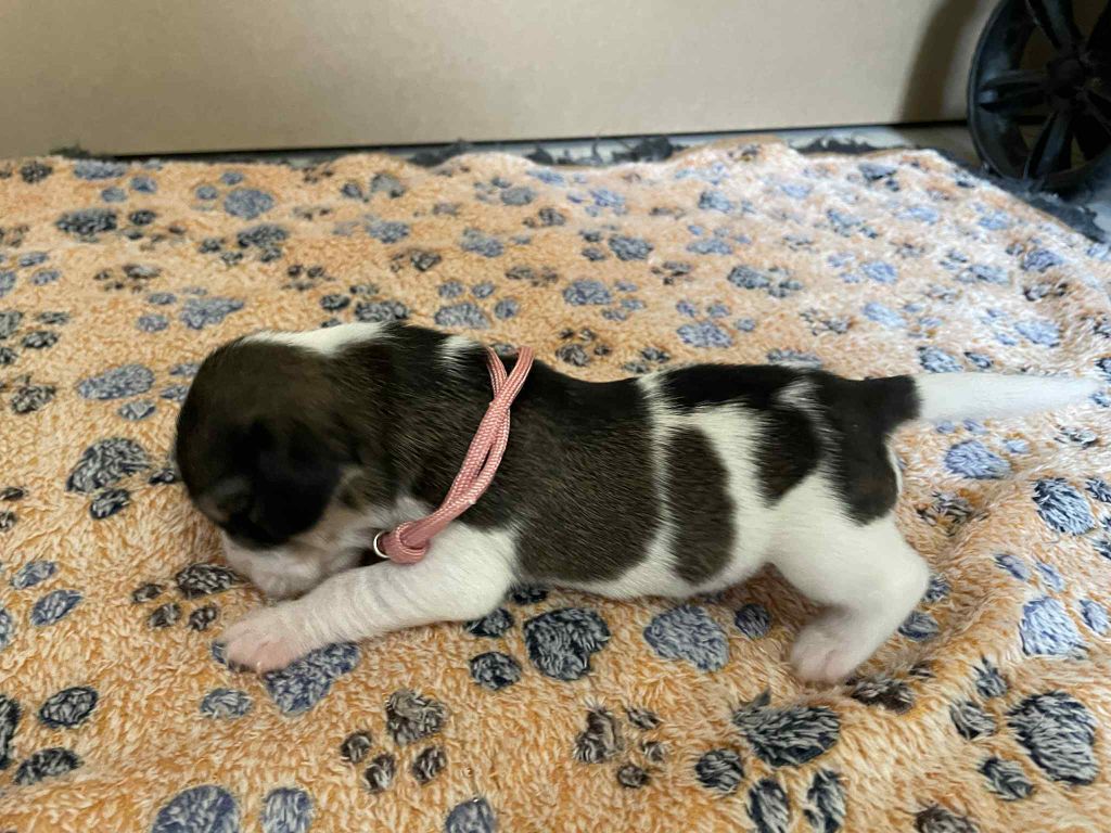 De La Baie De Sienne - Chiots disponibles - Petit Basset griffon vendeen