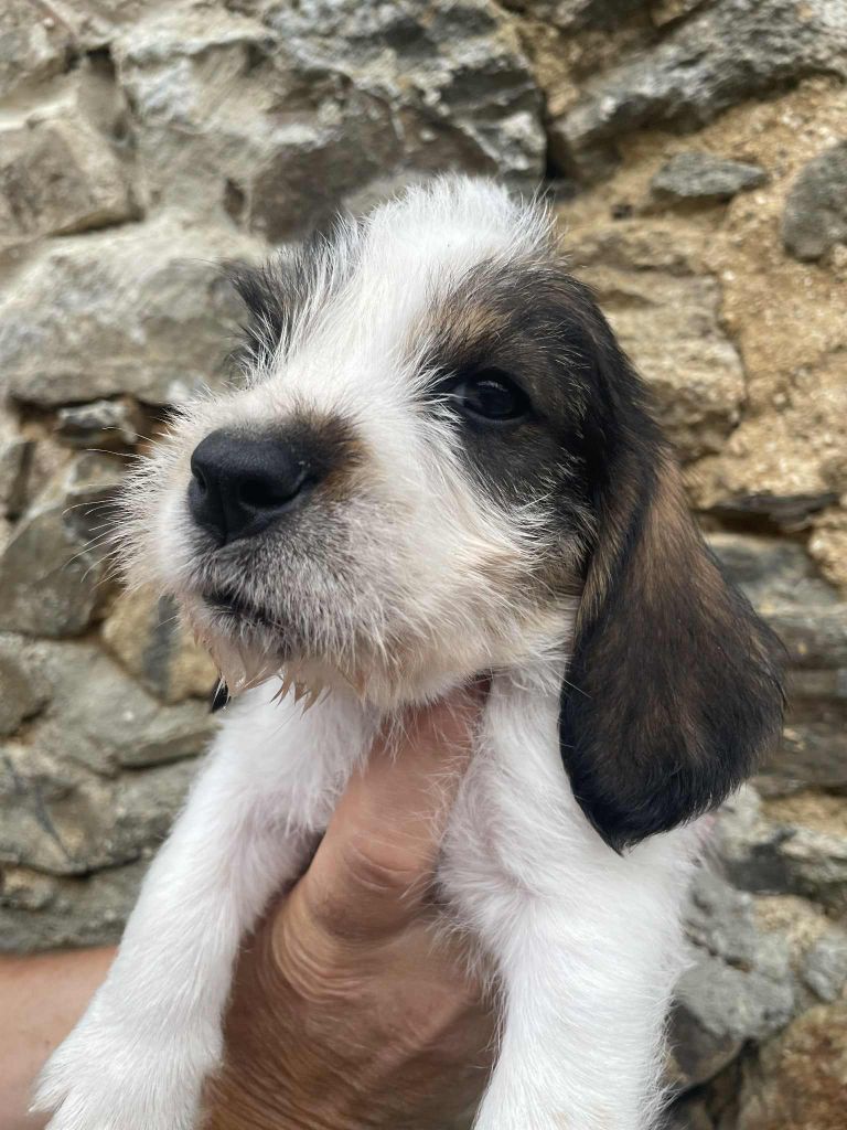 De La Baie De Sienne - Chiots disponibles - Petit Basset griffon vendeen